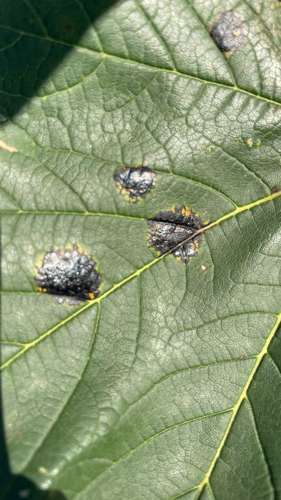 Black Tar Spot