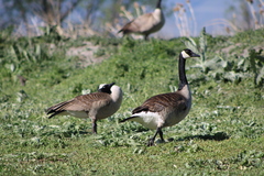 Branta canadensis moffitti