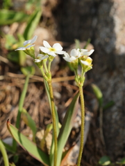 Androsace obtusifolia