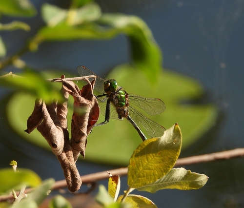 Brilliant Emerald