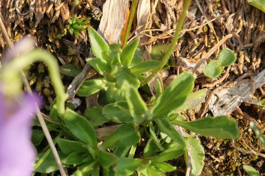 Androsace obtusifolia; photograph (c) Antoine Thivolle, some rights reserved (CC BY)
