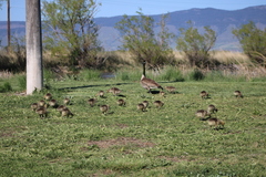Branta canadensis moffitti