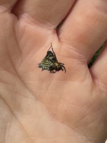 Spined Micrathena