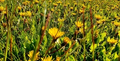 Taraxacum