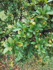 Malpighia emarginata