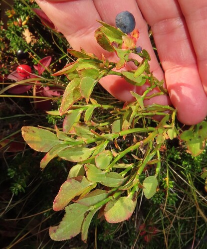common bilberry