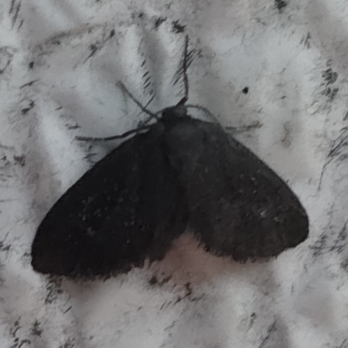 Planthopper Parasite Moth
