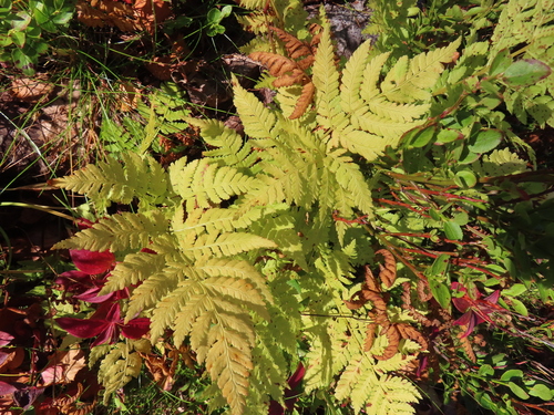 spinulose wood fern