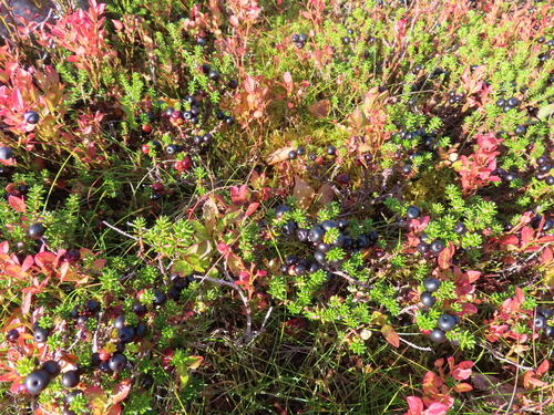 black crowberry