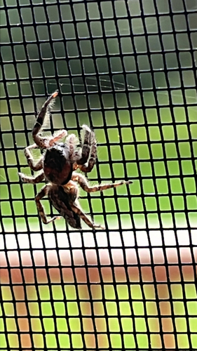 Tan Jumping Spider
