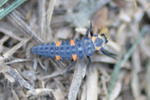 Seven-spotted Lady Beetle