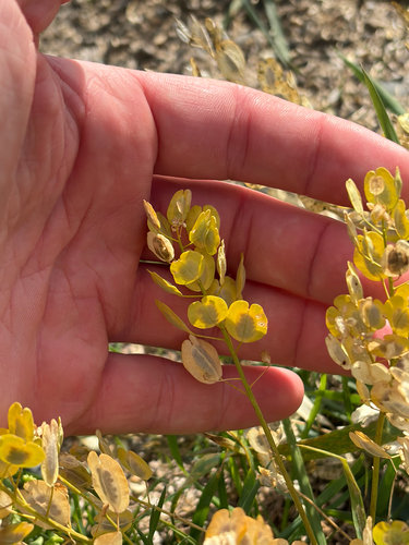 field penny-cress
