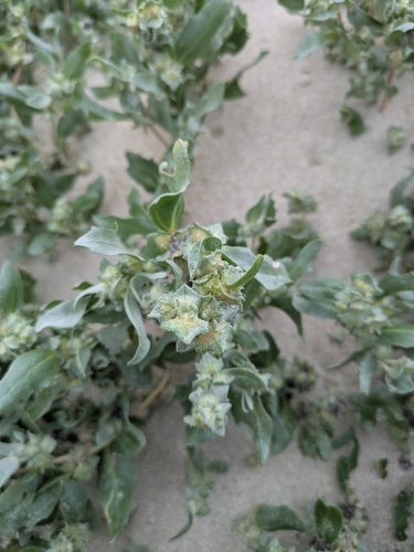 Atriplex laciniata