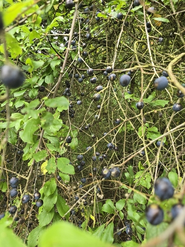 Blackthorn