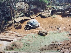 Astrochelys radiata