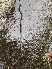 Aporrectodea caliginosa