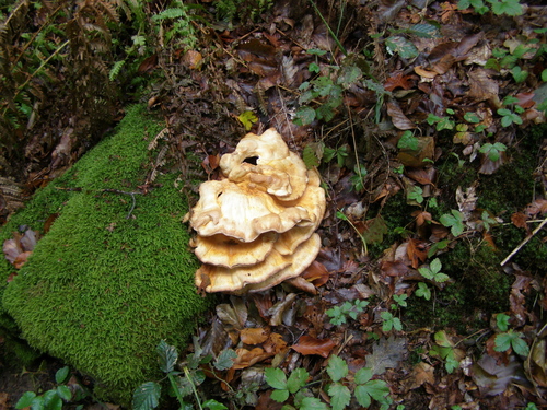 chicken of the woods