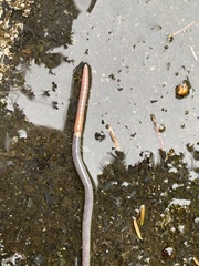 Aporrectodea caliginosa