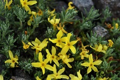 Androsace vitaliana, photograph (c) Antoine Thivolle, some rights reserved (CC BY)
