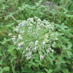 Allium ampeloprasum