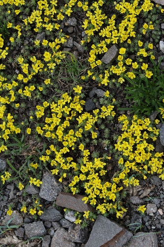 Androsace vitaliana, photograph 2