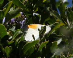 Mylothris rueppellii