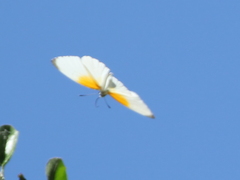 Mylothris rueppellii