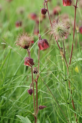 Geum rivale, photograph 1