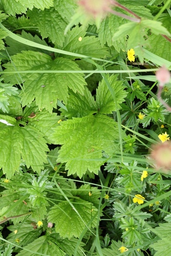 Geum rivale, photograph 2