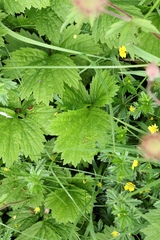 Geum rivale, photograph (c) Antoine Thivolle, some rights reserved (CC BY)