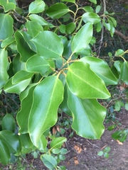 Griselinia