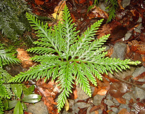 Selaginella flabellata · iNaturalist