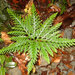 Selaginella flabellata - Photo (c) bathyporeia, algunos derechos reservados (CC BY-NC-ND)