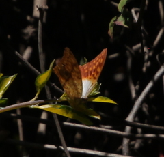 Charaxes varanes vologeses