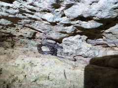 Pseudelaphe phaescens