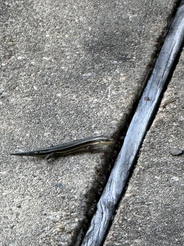 Common Five-lined Skink observed by johnkoontz79
