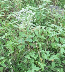 Allium ampeloprasum