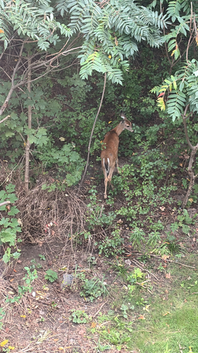 White-tailed Deer