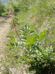 Dictamnus angustifolius