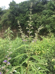 Vitex agnus-castus