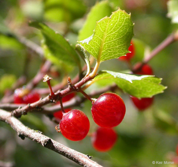 Rhamnus ilicifolia