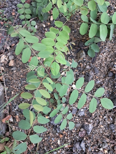 black locust