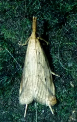 Donacaula longirostrallus