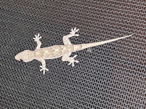 Flathead Leaf-toed Gecko