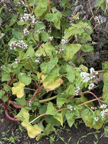 Fagopyrum esculentum, photograph 3