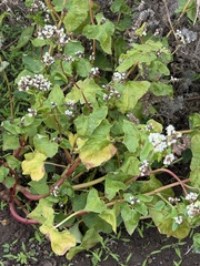 Fagopyrum esculentum, photograph author not stated, no rights reserved