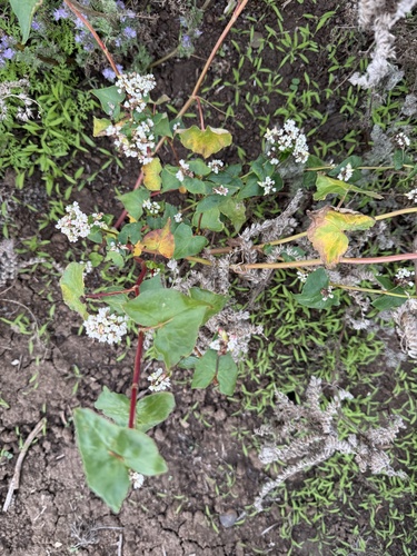 Fagopyrum esculentum, photograph 4