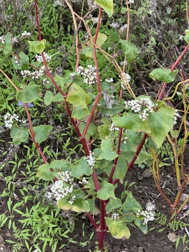 Fagopyrum esculentum, photograph 5
