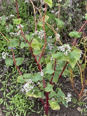 Fagopyrum esculentum, photograph author not stated, no rights reserved