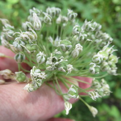 Allium ampeloprasum